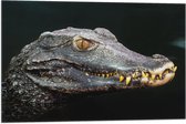 Vlag - Hoofd van Aligator met Scherpe Tanden in het Water - 75x50 cm Foto op Polyester Vlag