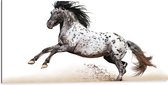 Dibond - Galopperend Zwart met Wit Gestipt Appaloosa Paard - 100x50 cm Foto op Aluminium (Wanddecoratie van metaal)