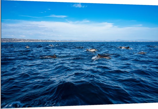 Dibond - Groep Dolfijnen Zwemmend bij het Wateroppervlak - 150x100 cm Foto op Aluminium (Wanddecoratie van metaal)