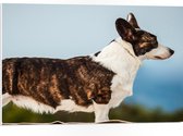 PVC Schuimplaat - Zijaanzicht van Bruin met Witte Langwerpige Corgi Hond - 75x50 cm Foto op PVC Schuimplaat (Met Ophangsysteem)