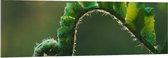 Acrylglas - Plant - Groen - Boladeren - Natuur - Krul - 150x50 cm Foto op Acrylglas (Met Ophangsysteem)