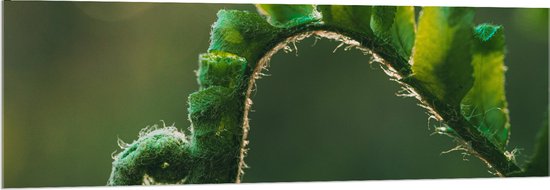 Acrylglas - Plant - Groen - Boladeren - Natuur - Krul - 150x50 cm Foto op Acrylglas (Met Ophangsysteem)