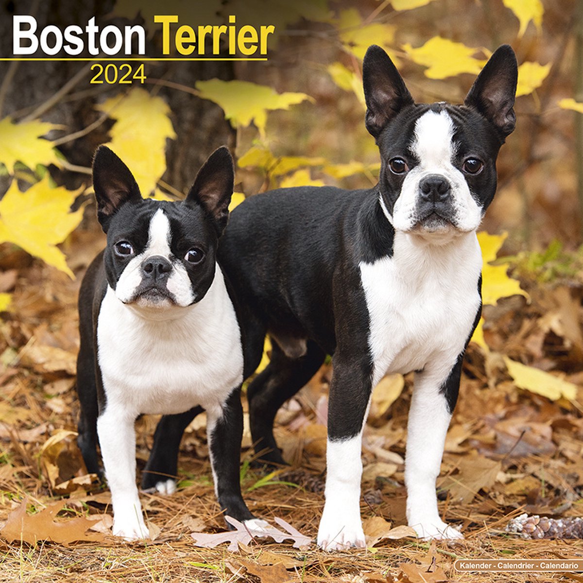 Boston Terrier Kalender 2024