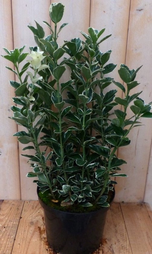 Kardinaalsmuts Wit Bont 80 cm