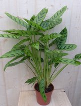Calathea Leopardina Pauwenplant lichtgroen smal blad 60 cm