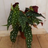 Plante d'intérieur Begonia Maculata à pois Begoniaceae - Sans marque