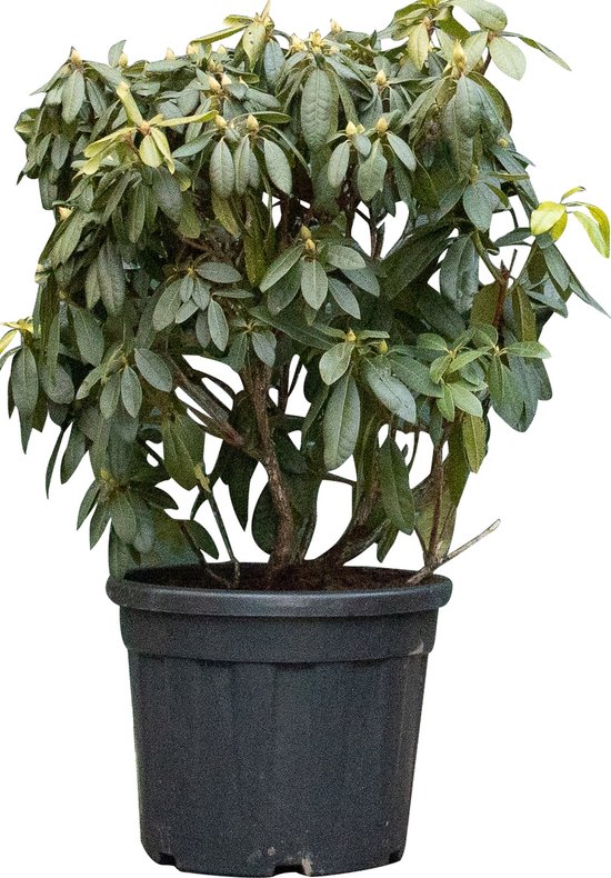 palmlilie winterhart kaufen Blaublättrige Palmlilie kaufen | Yucca rostrata