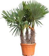 Chinese waaierpalm triple stam Trachycarpus Fortunei 160 cm