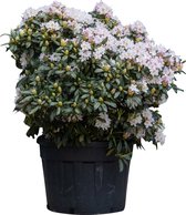 Rhododendron Cunninghams White Rhododendron Cunningham s White 95 cm