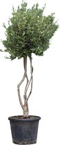 Olijfboom meerstammig Olea europaea 187,5 cm