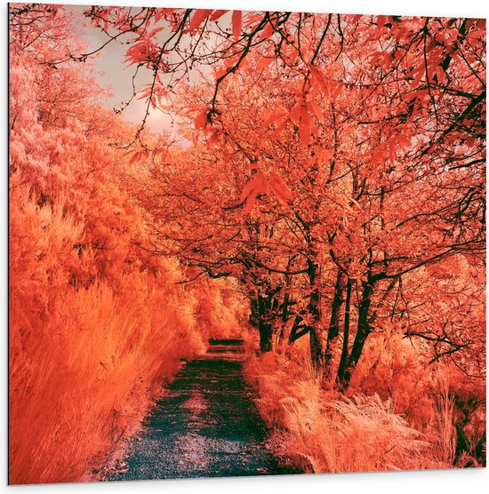 Dibond - Pad - Bomen - Bossen - Planten - Kleuren - Roze - Oranje - 100x100 cm Foto op Aluminium (Wanddecoratie van metaal)