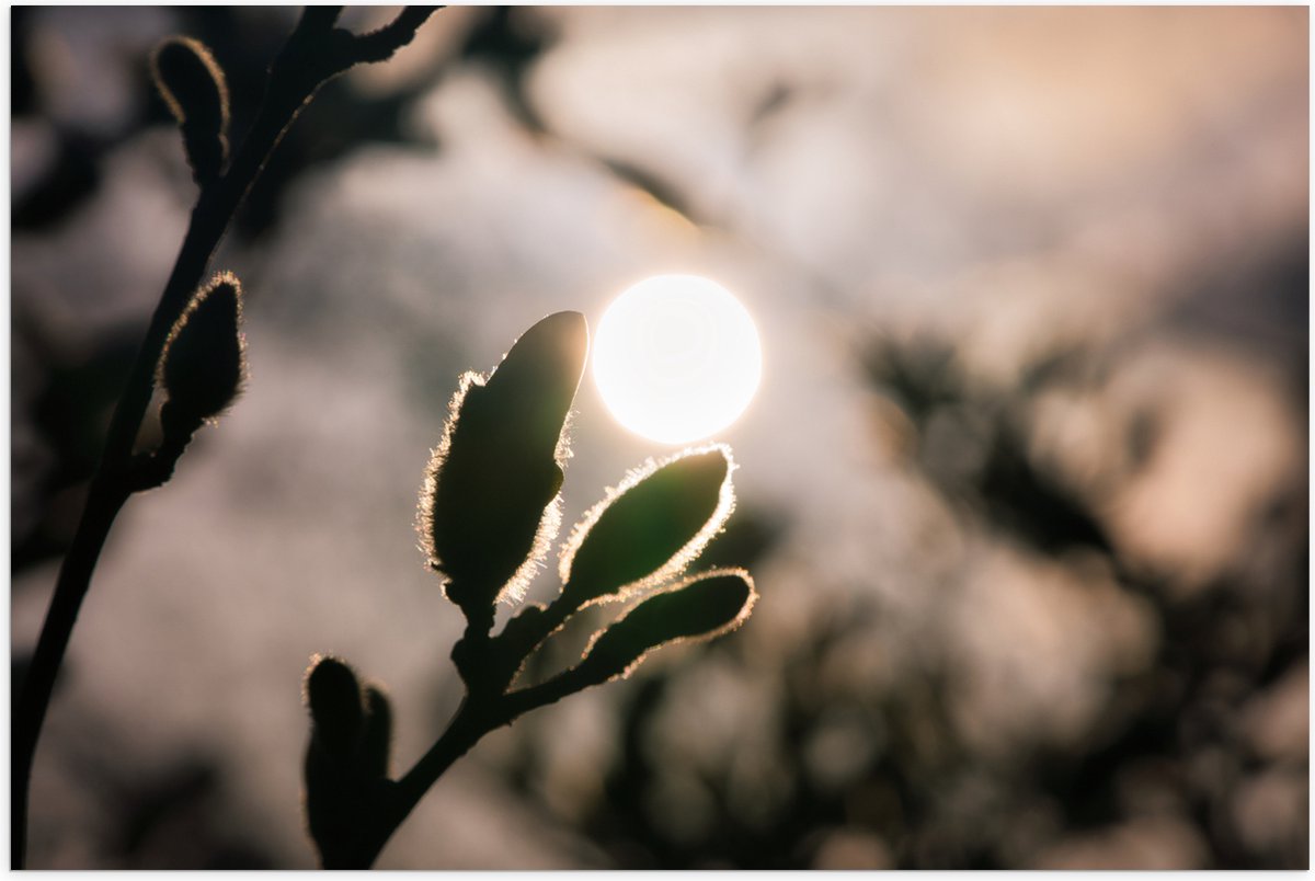 Poster Glanzend – Zon achter Wilgentakken - 120x80 cm Foto op Posterpapier met Glanzende A