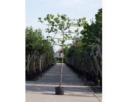 Leiplataan 220 cm | Platanus hispanica 14-18 cm 220 cm| Bomenbezorgd.nl