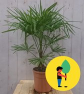 Winterharde Palmboom Trachycarpus Fortunei stamhoogte 20 cm en hoog...