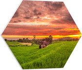 PVC Schuimplaat Hexagon - Zonsondergang bij de Thaise Rijstvelden - 50x43.5 cm Foto op Hexagon (Met Ophangsysteem)