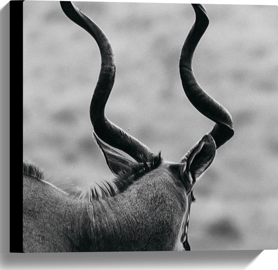 Canvas - Achteraanzicht van Antilope (Zwart-wit) - 40x40 cm Foto op Canvas Schilderij (Wanddecoratie op Canvas)
