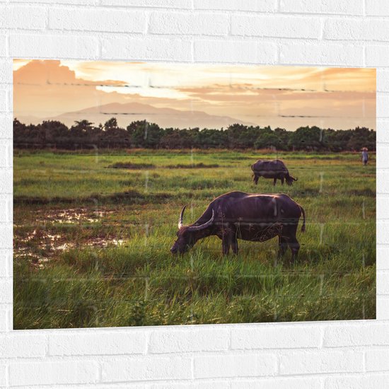 Muursticker - Buffels Grazend in het Landschap - 100x75 cm Foto op Muursticker