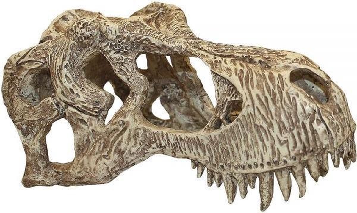 Komodo T-Rex Schedel