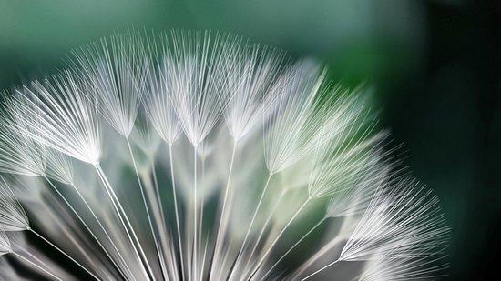 Vert | Photomural blanc, revêtement mural