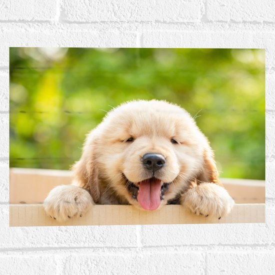 Muursticker - Blije Golden Retriever Puppy in Kartonnen Doos - 40x30 cm Foto op Muursticker