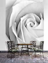 Rose Flower Photo Wallcovering