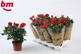 Vier stuks Rosa Red Beau Monde ↨ 28cm - hoge kwaliteit planten