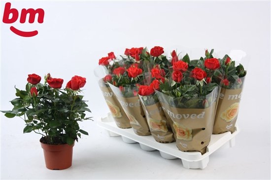 Vier stuks Rosa Red Beau Monde 28cm hoge kwaliteit planten bol