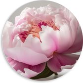 PVC Schuimplaat Muurcirkel - Roze Pioenroos met Witte Achtergrond - 50x50 cm Foto op Muurcirkel (met ophangsysteem)