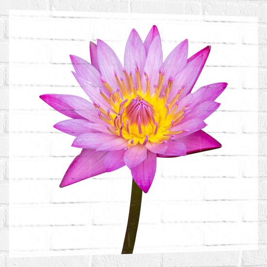 Muursticker - Tekening van Roze Lotus Bloem tegen Witte Achtergrond - 80x80 cm Foto op Muursticker