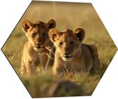 Dibond Hexagon - Twee Aankijkende Leeuwenwelpjes in het Afrikaanse Landschap - 60x52.2 cm Foto op Hexagon (Met Ophangsysteem)