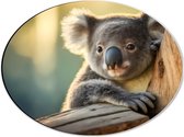 Dibond Ovaal - Aandoenlijke Koala van Achter Boom - 40x30 cm Foto op Ovaal (Met Ophangsysteem)