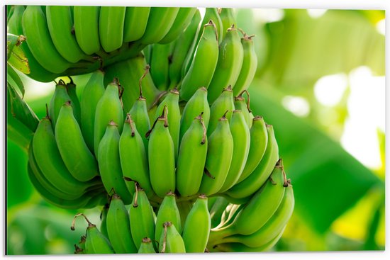 Dibond - Trossen Groene Bananen aan Bananenboom - 60x40 cm Foto op Aluminium (Met Ophangsysteem)