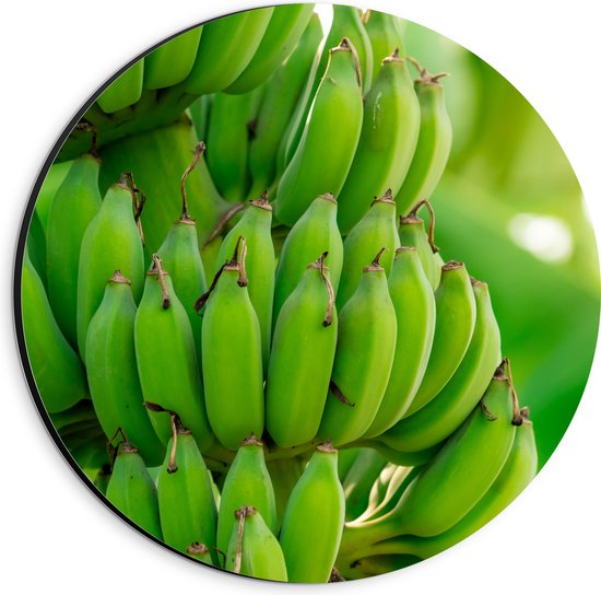 Dibond Muurcirkel - Trossen Groene Bananen aan Bananenboom - 20x20 cm Foto op Aluminium Muurcirkel (met ophangsysteem)