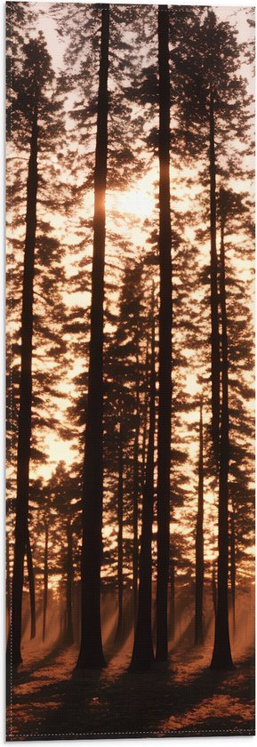 Vlag - Felle Zonnestralen van Zonsondergang door Silhouetten van Smalle Bomen - 20x60 cm Foto op Polyester Vlag