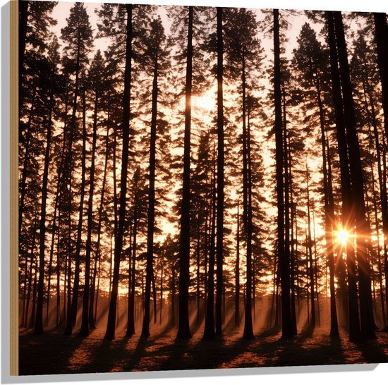 Hout - Felle Zonnestralen van Zonsondergang door Silhouetten van Smalle Bomen - 80x80 cm - 9 mm dik - Foto op Hout (Met Ophangsysteem)