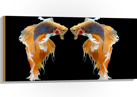 Hout - Duo Gespiegelde Siamese Kempvissen in het Oranje - 100x50 cm - 9 mm dik - Foto op Hout (Met Ophangsysteem)