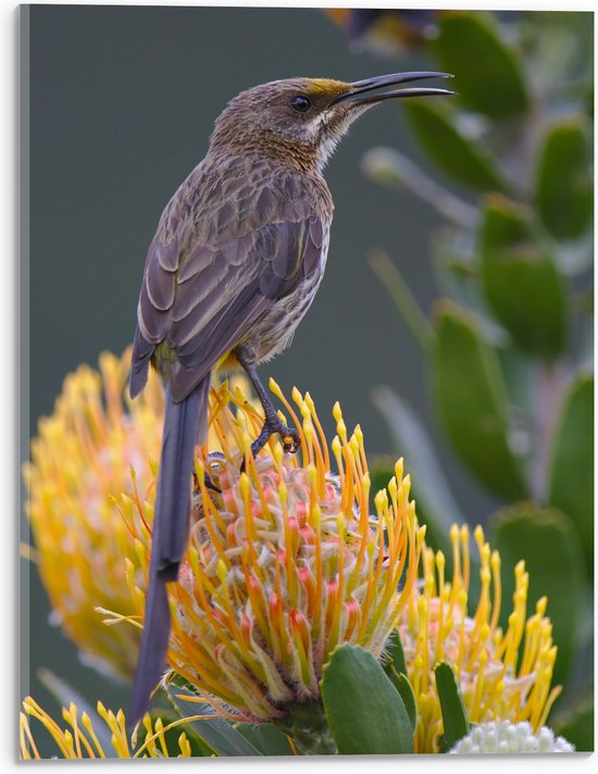 Acrylglas - Kaapse Suiker Vogel Zittend op Gele Bloemen - 30x40 cm Foto op Acrylglas (Wanddecoratie op Acrylaat)