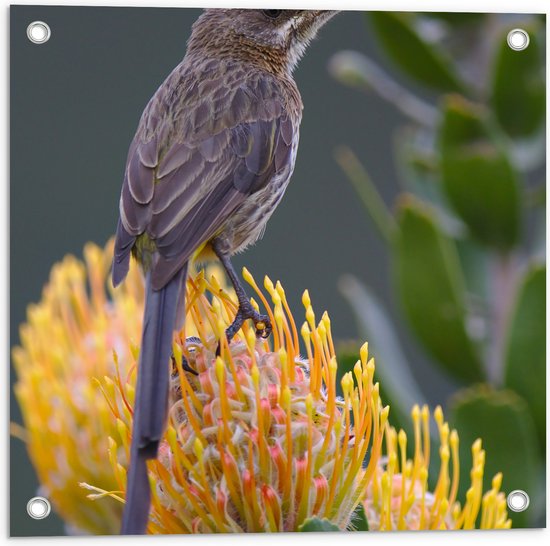 Tuinposter – Kaapse Suiker Vogel Zittend op Gele Bloemen - 50x50 cm Foto op Tuinposter (wanddecoratie voor buiten en binnen)