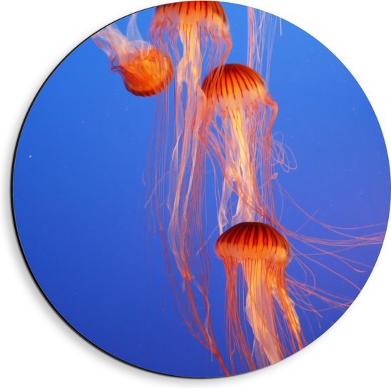Dibond Muurcirkel - Groepje Oranje Kwallen Zwemmend in Blauwe Oceaan - 40x40 cm Foto op Aluminium Muurcirkel (met ophangsysteem)