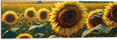 Dibond - Close-up van Zonnebloemen Omringd door Zonnebloemen in een Zonnebloemenveld - 120x40 cm Foto op Aluminium (Met Ophangsysteem)