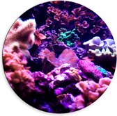 Dibond Muurcirkel - Koraal - Onderwaterleven - Dier - Zee - Oceaan - Kleuren - 60x60 cm Foto op Aluminium Muurcirkel (met ophangsysteem)