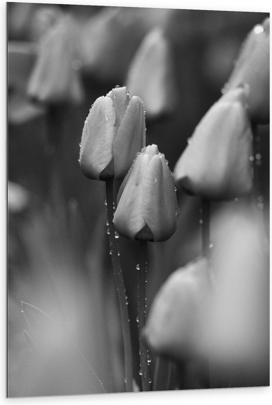 Dibond - Bloemen - Natuur - Tulpen - Druppels - Zwart - Wit - 80x120 cm Foto op Aluminium (Wanddecoratie van metaal)