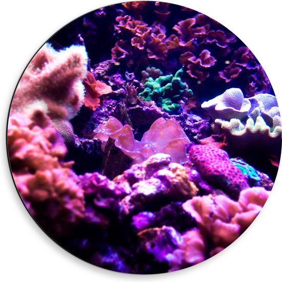 Dibond Muurcirkel - Koraal - Onderwaterleven - Dier - Zee - Oceaan - Kleuren - 50x50 cm Foto op Aluminium Muurcirkel (met ophangsysteem)