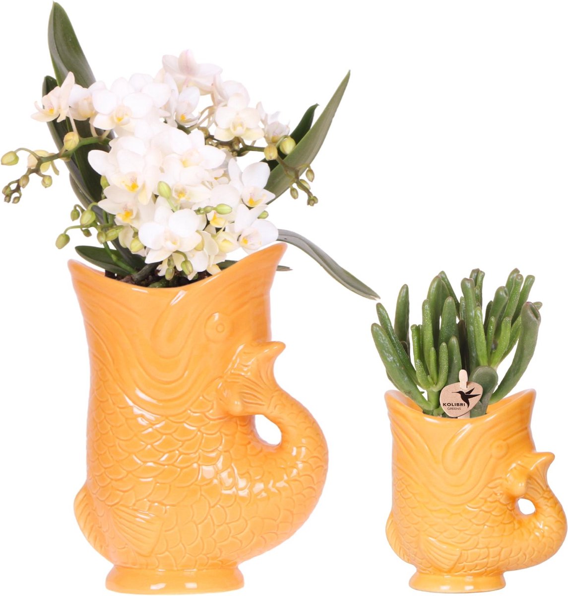 Kolibri Orchids | Set van witte orchidee Nazaré en succulent in Fish sierpot oranje - potmaat Ø9cm & Ø6cm | bloeiende kamerplant - vers van de kweker