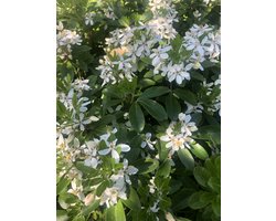 Choisya Ternata - Mexicaanse Oranjebloesem , Glansmispel 25-30 cm in pot