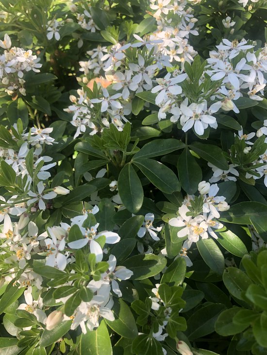 Choisya Ternata - Fleur d'Oranger du Mexique, Néflier brillant 25-30 cm en pot