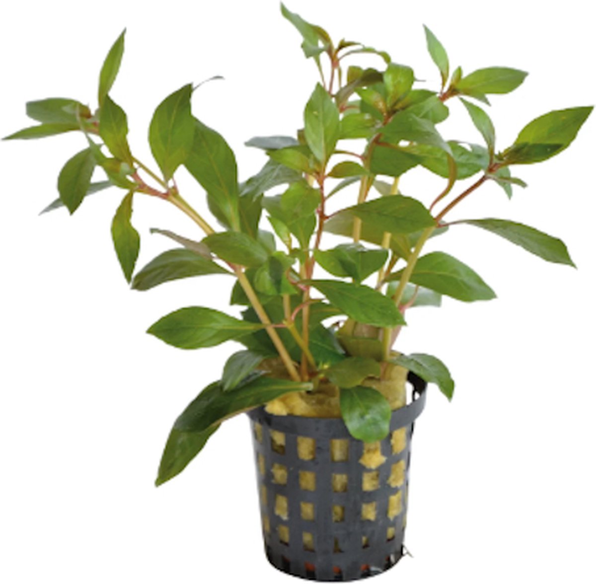 Aquaflora Ludwigia Glandulosa in 5 cm pot Waterplant