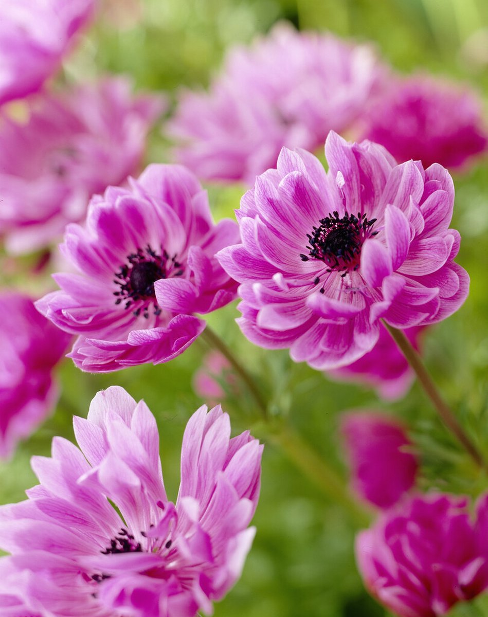 Anemone Admiral | 15 stuks | Tuinanemoon