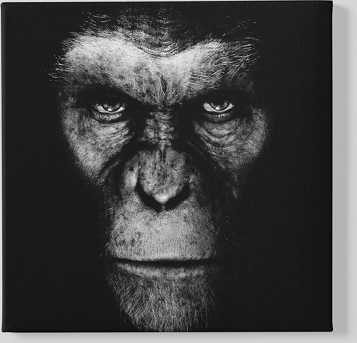 Vierkant Canvas Schilderij - Dieren - Gorilla - 60x60x2 cm