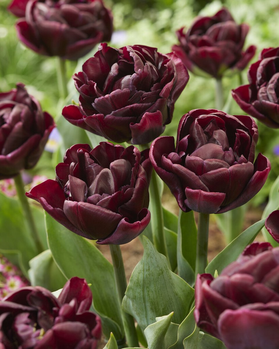 Tulipa Black Canyon | 10 stuks | Tulpenbollen